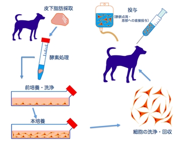 脂肪幹細胞 プロトコールを簡略図